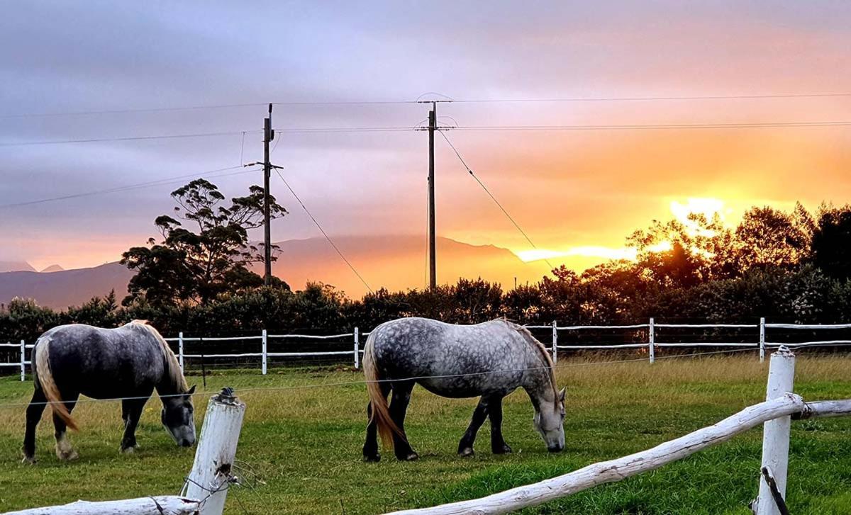 Outeniqua Moon Percheron Stud Farm Ruiterbos Kültér fotó